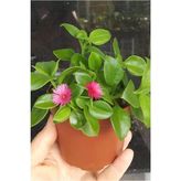 Kabir Çiçeği Buz Çiçeği Fidanı 10-20 Cm