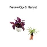 Kadınlar Gününe Özel Mor Telgraf- Kara Sevda Çiçeği Kurdele Çiçeği Hediyeli
