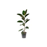 Kampanyalı Ficus Elastika Kauçuk Bitkisi 60-80 Cm Tek Kök