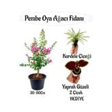 Kampanyalı Pembe Oya Ağacı Fidanı 1 Adet Yaprak Güzeli-Kurdele Çiçeği