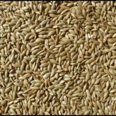 Kanarya Yemi Aspur Sade 10 Kg Açık