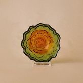Karaca Sukulent Çerezlik 10 cm - Turuncu