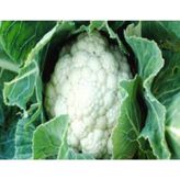 Karnıbahar Mimoza Tohumu - Aksel 100 adet