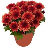 Kasımpatı Çiçeği Fidanı 10-20 cm