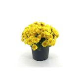 Kasımpatı Fidanı Sarı 10-20 Cm