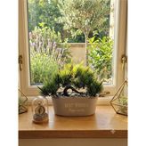 Kastasaksı 1ADET 20X16 cm Krem Mini Bonzai Li Modern Dekoratif Saksı - Bej