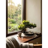 Kastasaksı 25X18 cm Beyaz Mini Bozai Ağaçlı Modern Dekoratif Saksı - Siyah