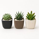 Kastasaksı Modern 3'lü Mercan Kare Sukulent Saksısı, Çok Renkli, Plastik, 8,2x8,2x7,1 cm