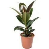 Kauçuk Çiçeği Ficus Elastica