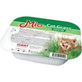 Kedi Çimi - Çok Renkli