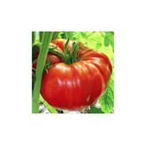 Kırmızı Beefsteak Domates 30 Tohum