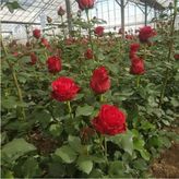 Kırmızı Gül Fidani 10-20 Cm