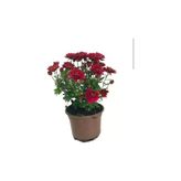 Kırmızı Kasımpatı Çiçeği Fidanı 10-20 Cm