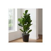 KOÇTAŞ Yapay Bitki Ficus Lyrata