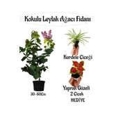 Kokulu Leylak Ağacı Fidanı 1 Adet Saksılı+Yaprak Güzeli-Kurdele Çiçeği Hediye, SRD04022025BYB1238