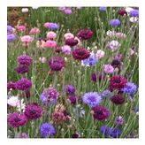 KONTUR Tohumu Yerli Centaurea 50 adet