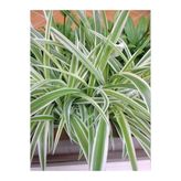 Kordela Kurdele Çiçeği (Chlorophytum) Fidanı 10-20 Cm