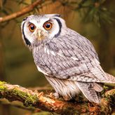 KS Games 100 Parça Animal Planet Bengal Eagle Owl Puzzle