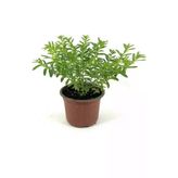 Kufeya Cennet Çiçeği Fidanı 10-20 Cm