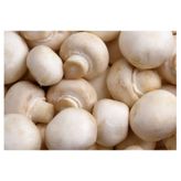 Kültür Mantarı (Paket)