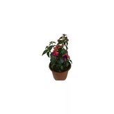 Küpeli Çiçeği Fidanı10-20 Cm