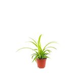 Kurdela Çiçeği 8,5 Cm Saksıda 10-20 Cm