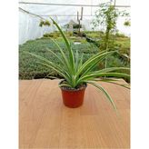 Kurdela Çiçeği Chlorophytum Comosum 13 cm Saksıda