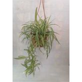 Kurdela Çiçeği Fidanı 10-20 cm