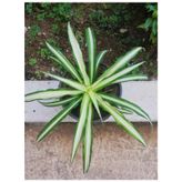 Kurdela Kordela Salon Çiçeği 10-20 Cm