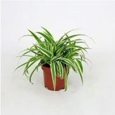 Kurdela Kordela Salon Çiçeği Fidanı 10-20 Cm