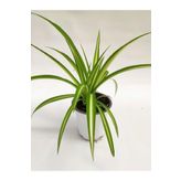 Kurdele Çiçeği 1 Adet 8,5 Saksılı Salon Çiçeği 20-30Cm, SRD04022025BYB1134