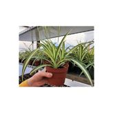 Kurdele Çiçeği 1 Adet Chlorophytum Comosum Kurdela Çiçeği 10-20 Cm