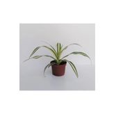 Kurdele Çiçeği 1 Adet Chlorophytum Kurdela Çiçeği