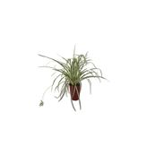 Kurdele Çiçeği (20-30 Cm)1 Adet Saksılı Dış/İç Mekan Bitkisi, SRD30012025BYB948