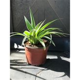 Kurdele Çiçeği (Chlorophytum Comosum) Fidanı 10-20 cm