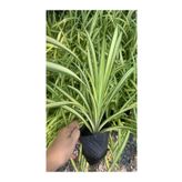 Kurdele Çiçeği (Chlorophytum Comosum) Saksıda 1 Adet 25-45Cm, SRD03022025BYB598