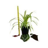 Kurdele Çiçeği Chlorophytum Comosum Variegatum 10-20 Cm