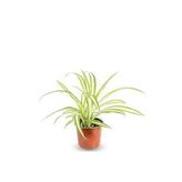 Kurdele Çiçeği Chlorophytum Comosum Variegatum