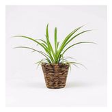 Kurdele Çiçeği - Chlorophytum Comosum