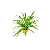 Kurdele Çiçeği Chlorophytum Fidesi Fidanı 10-20 Cm