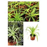 Kurdele Çiçeği Fidanı (Hızlı Yavru Veren Cinsi) 10-20 Cm
