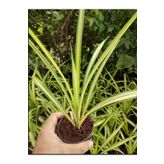 Kurdele Çiçeği Sarı Alacalı 1 Adet Saksılı 20-30Cm, SRD02102024NA59