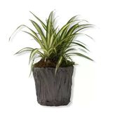 Kurdele Kordele Çiçeği 10-20 Cm Chlorophytum Comosum