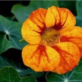 Latin Çiçeği Tohumu (Nasturtium Majus)