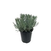 Lavandula Intermedia Lavanta Fidanı, Saksıda