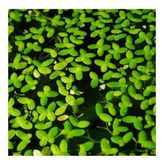 Lemna Minor Mercimek 30x30cm Su Üstü Canlı Bitki