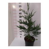 Leylandi 30-40 Cm 10 Adet Çit Bitkisi
