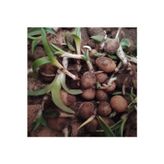 Lider Salep SALEP FİDESİ 110 ADET