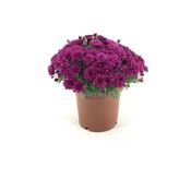 Lila Mor Kasımpatı Çiçeği Fidanı 10-20 Cm