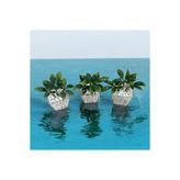 Lilac Home Yapay Çiçek DIY 3`lü Kübik Saksıda Podocarpus Bitkisi